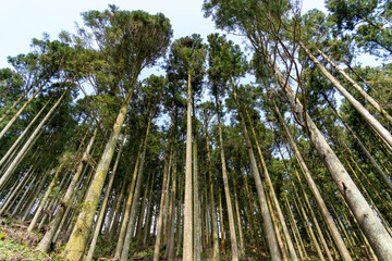 Cedar trees and sky in Fukuoka prefecture, JAPAN.
