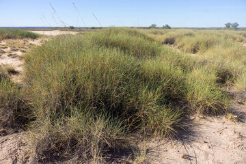 Prickly spinifex grass in outback Queensland