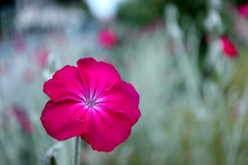 Red Campion (lychnis coronaria) is carmine red blooming in the garden in june