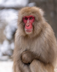 Snow Monkey Jigokudani National Park in Japan.