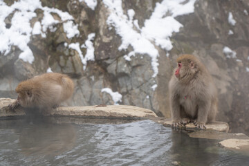Snow Monkey Jigokudani National Park in Japan.
