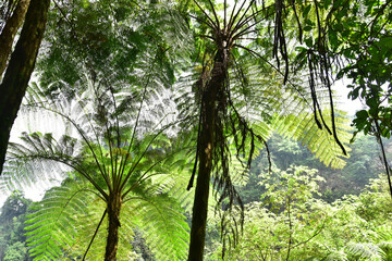 Fototapeta premium Many giant fern trees in cliffs and valleys, vines and bushes are located in Indonesia's tropical rain forests. can be used as background and wallpaper. the concept of web banners.