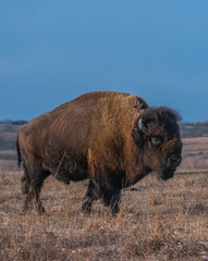 american bison © Jennifer