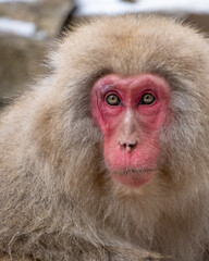 Snow Monkey Jigokudani National Park in Japan.