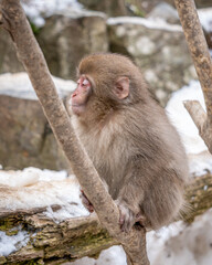 Naklejka na ściany i meble Snow Monkey Jigokudani National Park in Japan.