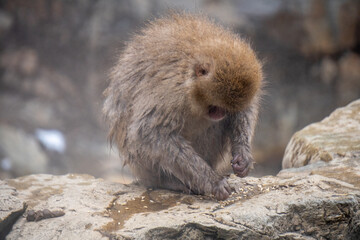 Snow Monkey Jigokudani National Park in Japan.