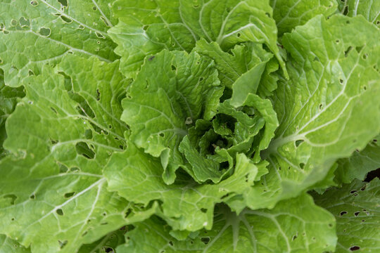 Leaves Sarepta mustard on a garden bed in a country house garden, closeup.