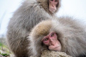 Snow Monkey Jigokudani National Park in Japan.