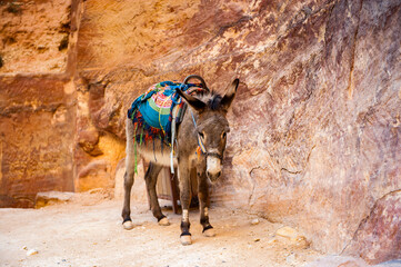 It's Little donkey in Petra, Jordan