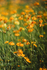 yellow cosmos flowers field background