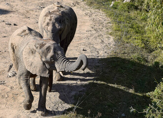 Fototapeta premium Elephants walking