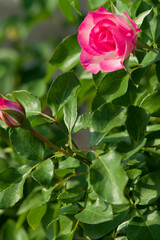 The name of this rose is "Bordure Rose".