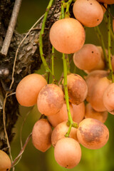 bunch of wild rambeh fruit macro