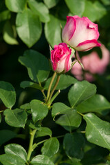 Obraz premium The name of this rose is 