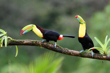 Ramphastos sulfuratus, Keel-billed toucan The bird is perched on the branch in nice wildlife natural environment of Costa Rica