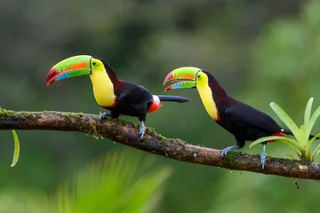 Rolgordijnen Ramphastos sulfuratus, Keel-billed toucan The bird is perched on the branch in nice wildlife natural environment of Costa Rica © vaclav
