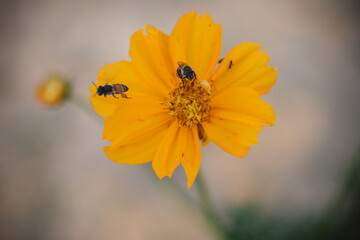bees suckling on pollens of yellow cosmos flower