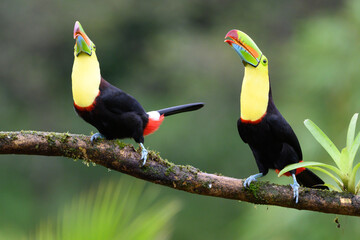 Ramphastos sulfuratus, Keel-billed toucan The bird is perched on the branch in nice wildlife natural environment of Costa Rica