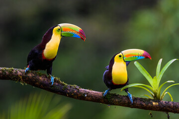 Ramphastos sulfuratus, Keel-billed toucan The bird is perched on the branch in nice wildlife natural environment of Costa Rica