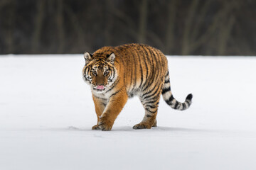 Siberian Tiger running in snow. Beautiful, dynamic and powerful photo of this majestic animal. Set in environment typical for this amazing animal. Birches and meadows