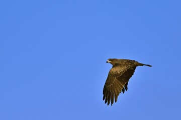 青空バックに優雅に飛ぶトビ