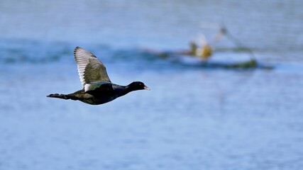 青空映す水面をバックに飛ぶオオバン