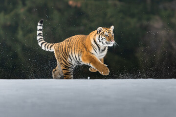 Siberian Tiger running in snow. Beautiful, dynamic and powerful photo of this majestic animal. Set in environment typical for this amazing animal. Birches and meadows