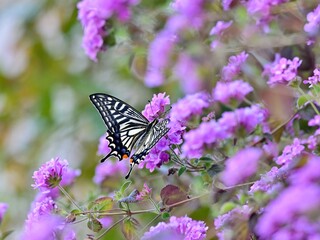 ランタナの蜜を吸うアゲハチョウ