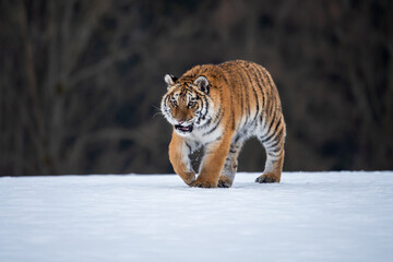 Siberian Tiger running in snow. Beautiful, dynamic and powerful photo of this majestic animal. Set in environment typical for this amazing animal. Birches and meadows
