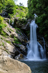 Fototapeta premium 見帰りの滝と紫陽花