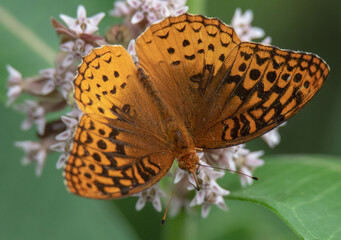 butterfly on flower