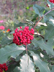 Russian nature (61)