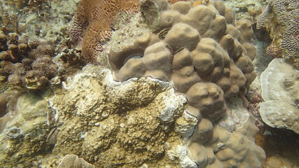 Coral found at coral reef area at Tioman island, Malaysia
