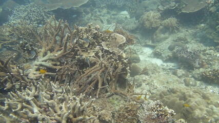 Coral found at coral reef area at Tioman island, Malaysia