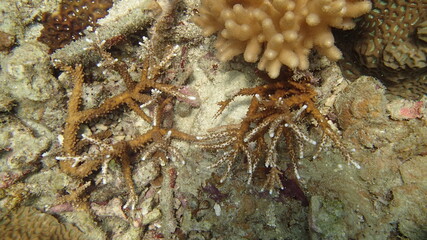 Coral found at coral reef area at Tioman island, Malaysia