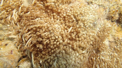 Coral found at coral reef area at Tioman island, Malaysia