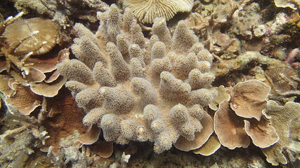 Coral found at coral reef area at Tioman island, Malaysia