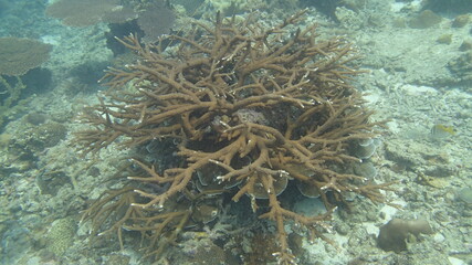 Fototapeta na wymiar Coral found at coral reef area at Tioman island, Malaysia
