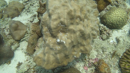 Coral found at coral reef area at Tioman island, Malaysia