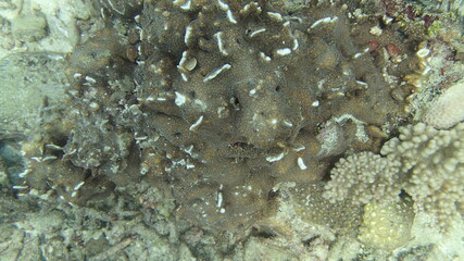 Coral found at coral reef area at Tioman island, Malaysia