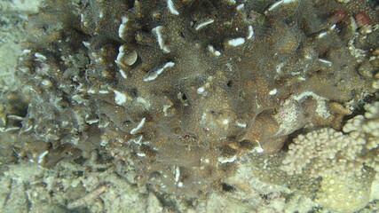 Coral found at coral reef area at Tioman island, Malaysia