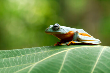 Flying frog on sitting on green leaves
