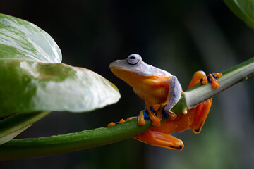 Flying frog on sitting on green leaves
