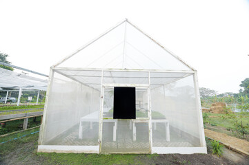 Fototapeta na wymiar seedlings in greenhouses growing on organic farm