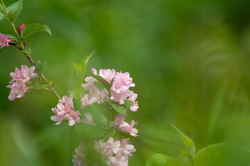 可愛いピンクの花