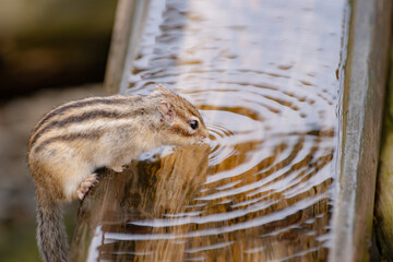 水を飲むシマリス