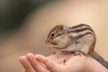 手に乗ったシマリス