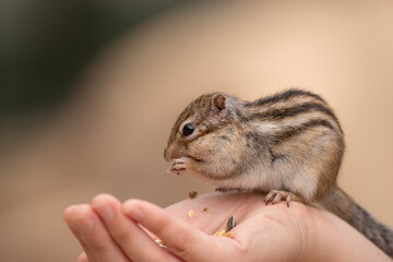 手に乗ったシマリス © rai