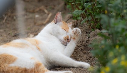 くつろぐ猫　　茶白猫