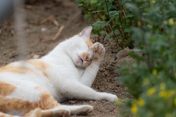 くつろぐ猫　　茶白猫